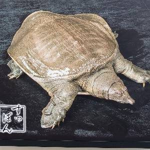 すっぽんコースのお料理